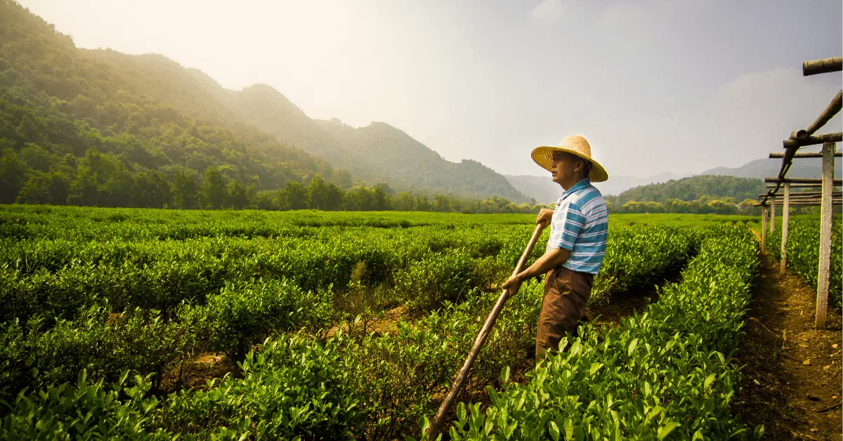 Tea farmer hoeing in tea garden