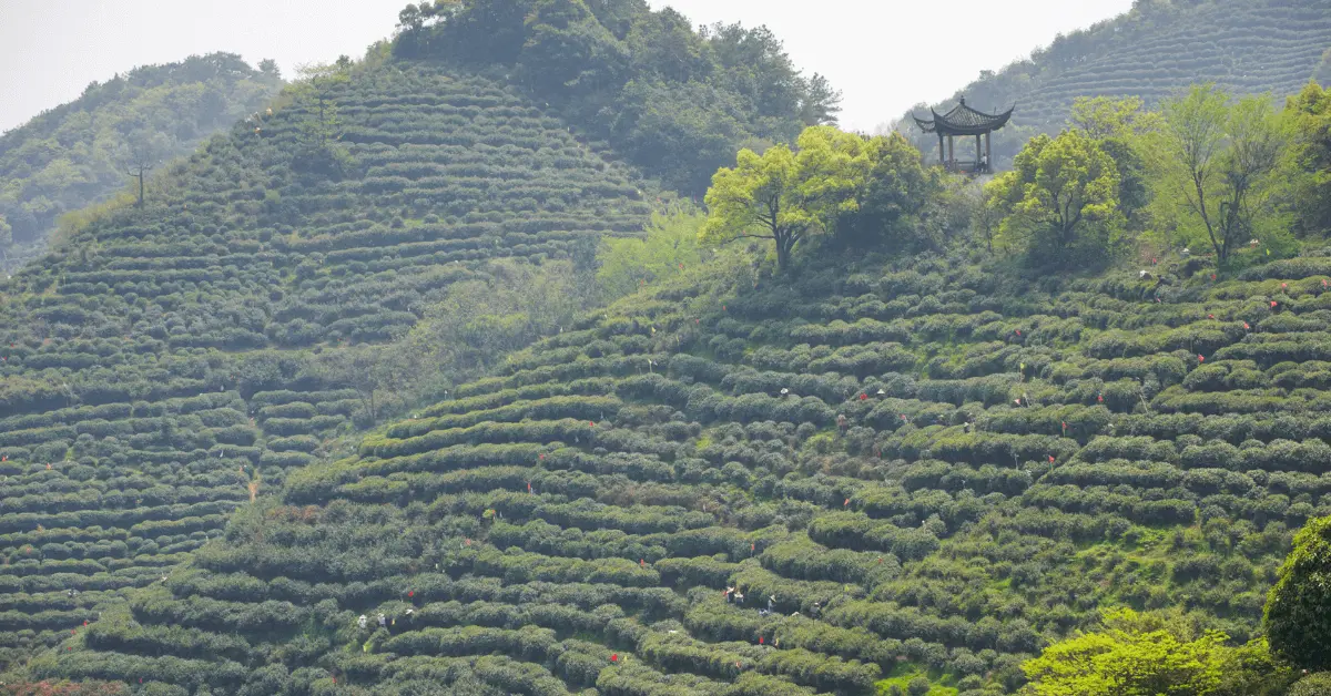 Tea farmers are picking longjing tea