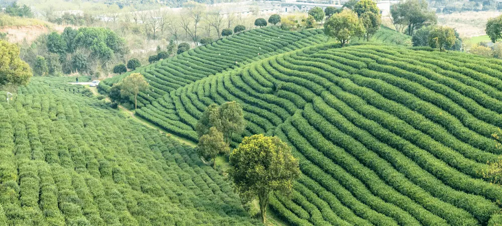 tea mountain and farmers are picking green tea