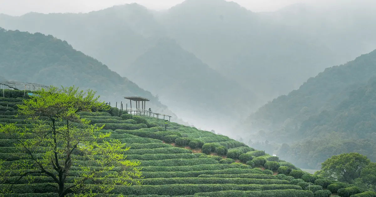 a longjing tea plantation in China