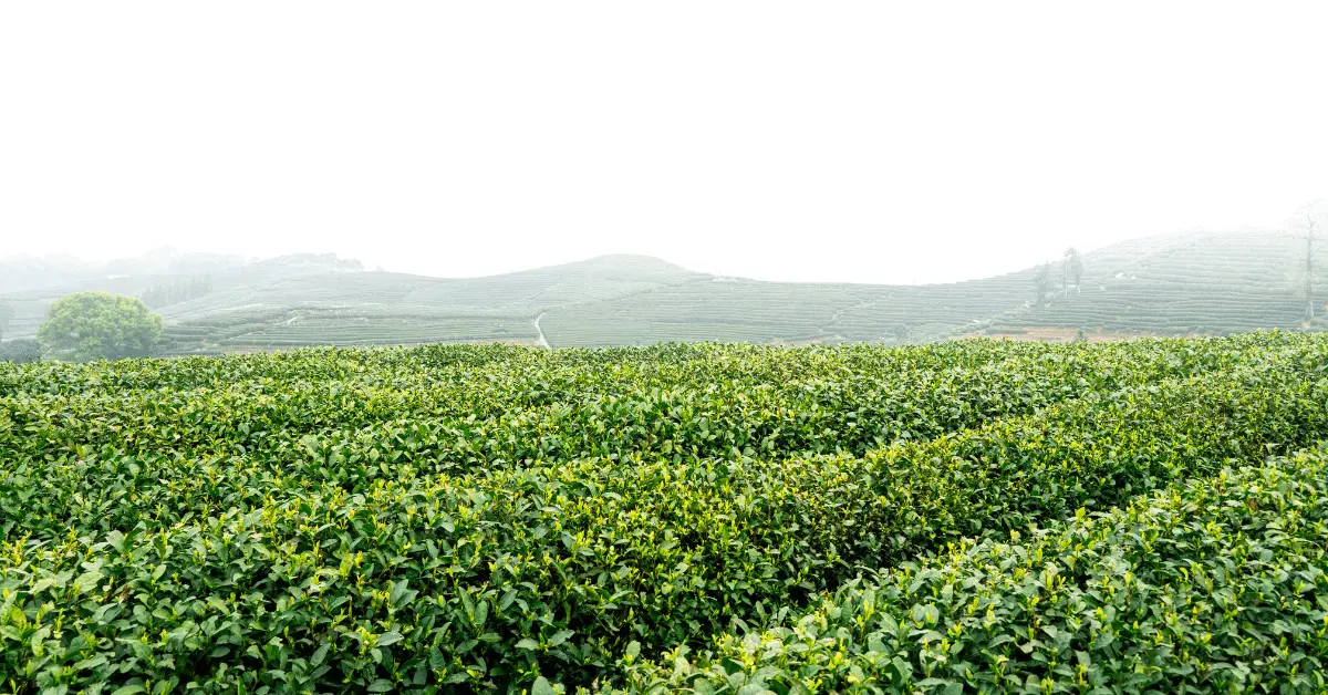 a tea plantation in China