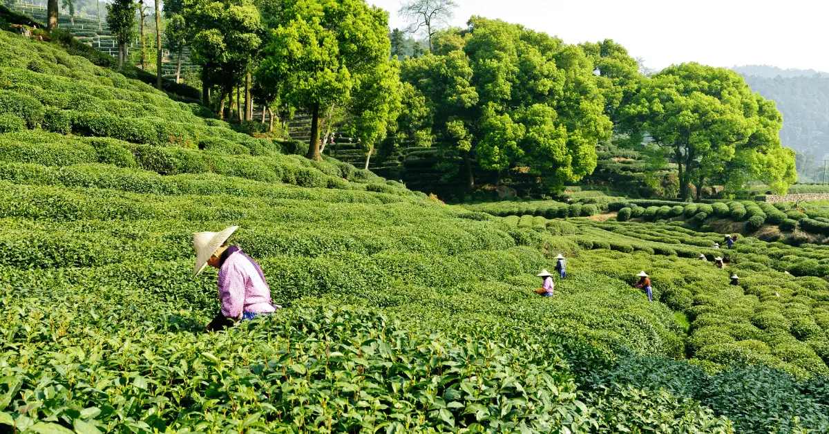 picking dragon well tea in a tea plantation