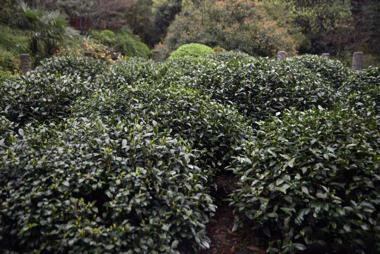18 Tea Trees in the Imperial Tea Garden
