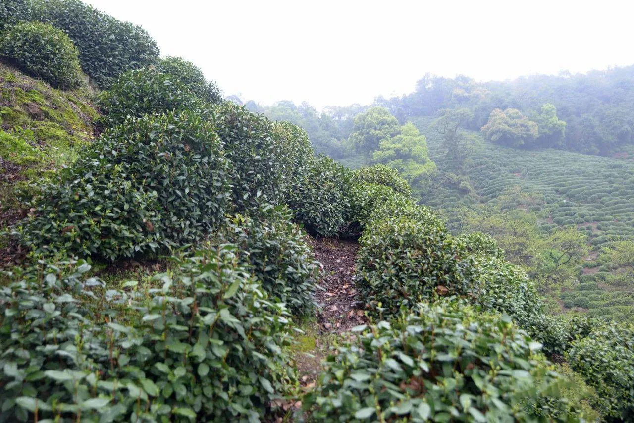 Moss in the tea bushes of Shifeng Mountain