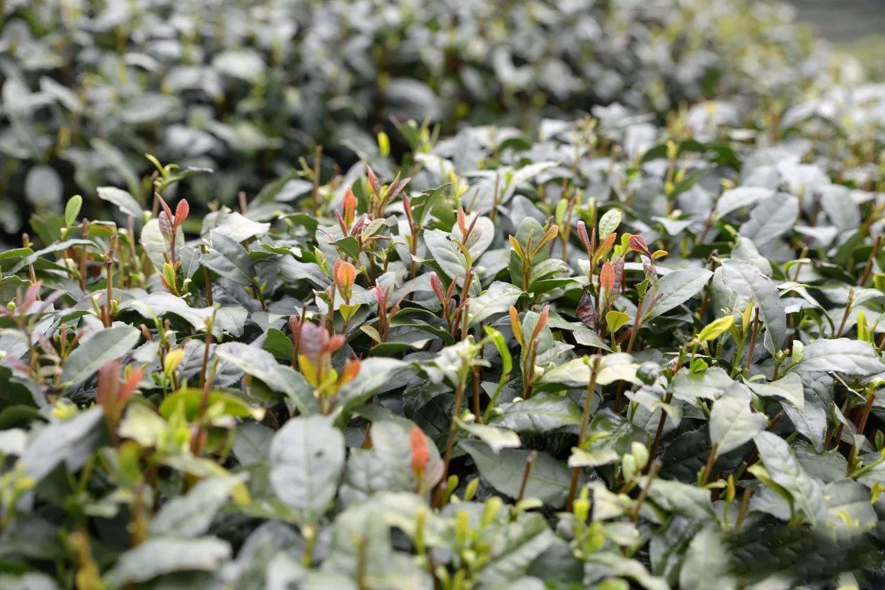 Shifeng Longjing tea from group cultivars
