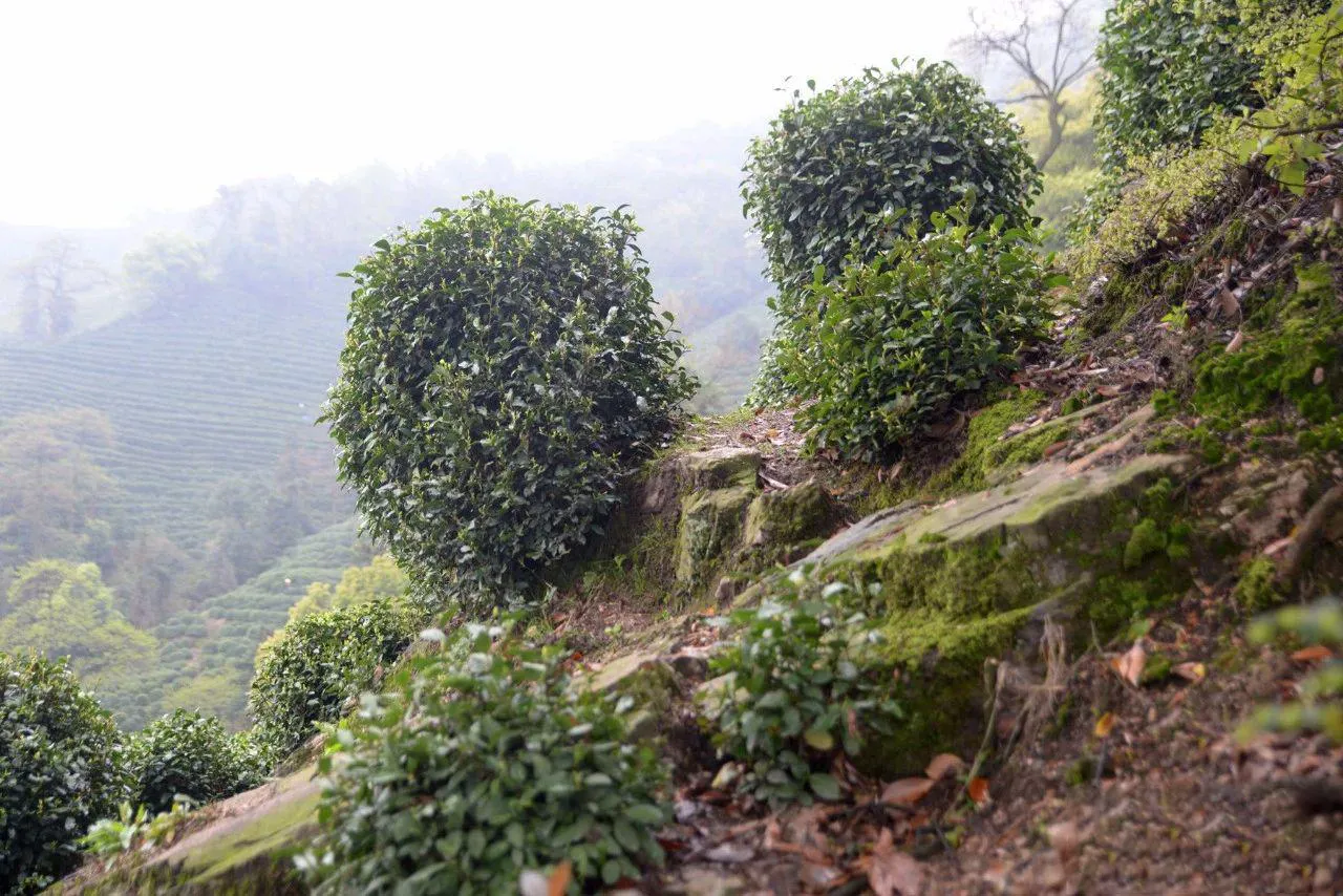 Shifeng Mountain Tea Plantation Soil
