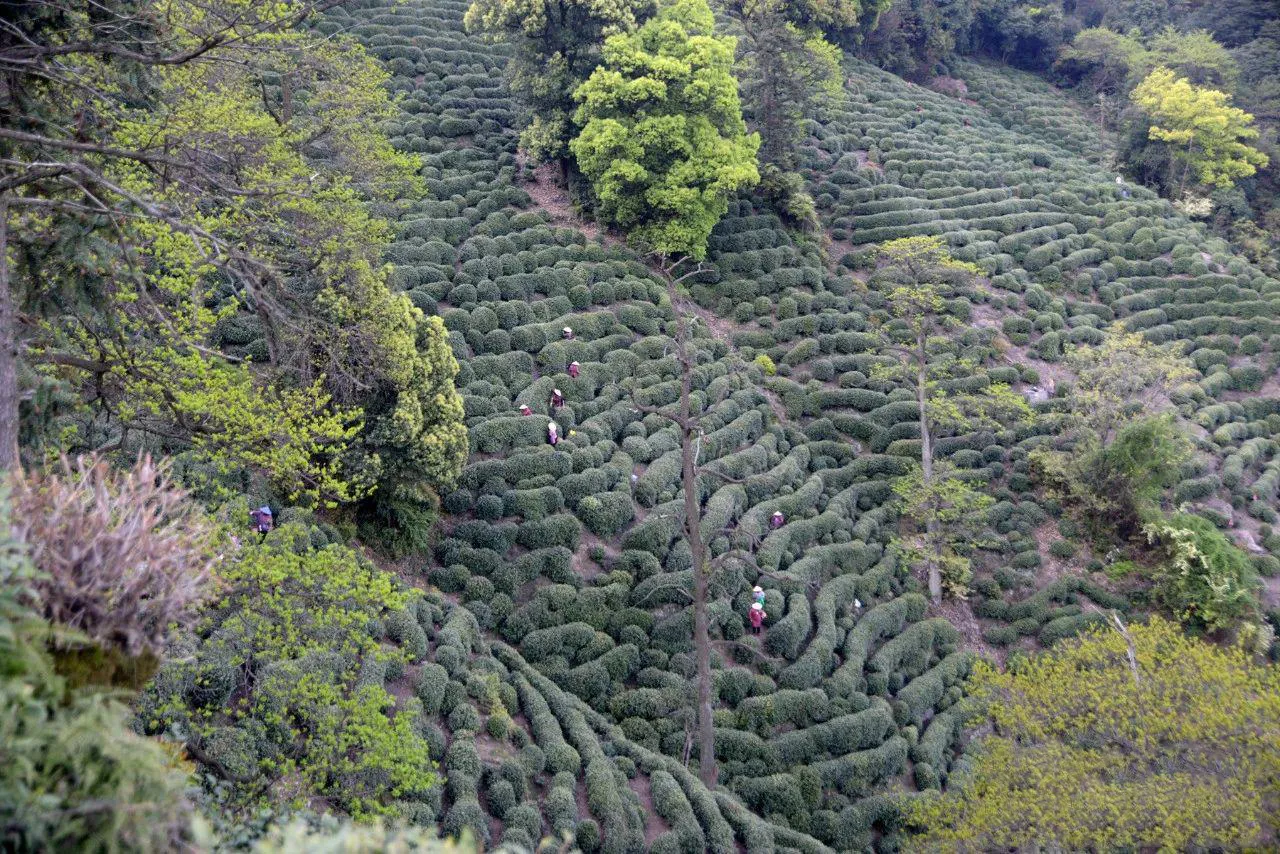 Shifengshan Tea Plantation has a favorable geographical and ecological environment