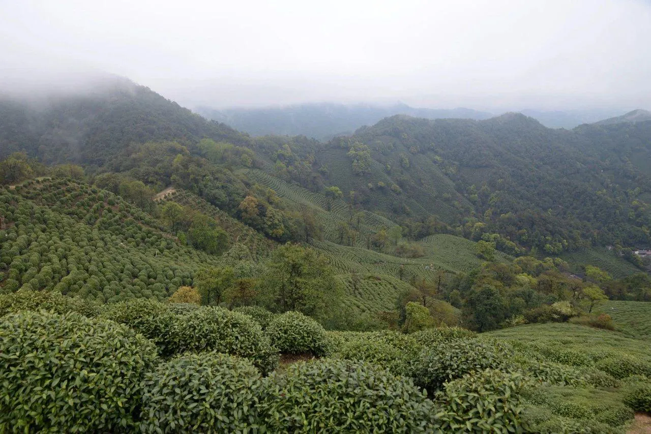 Shifengshan Tea Plantation