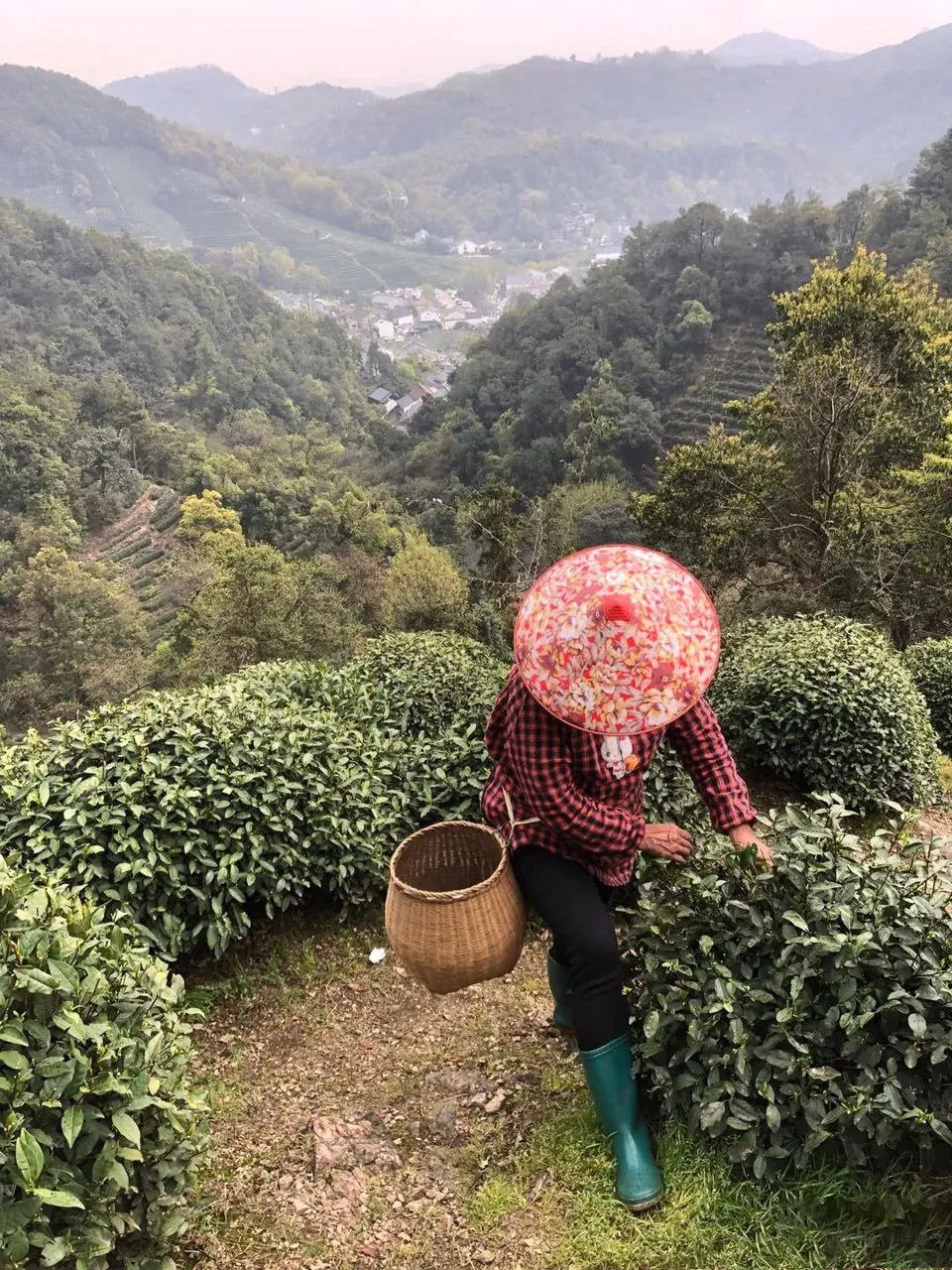 Tea farmers are picking tea on Shifeng Mountain